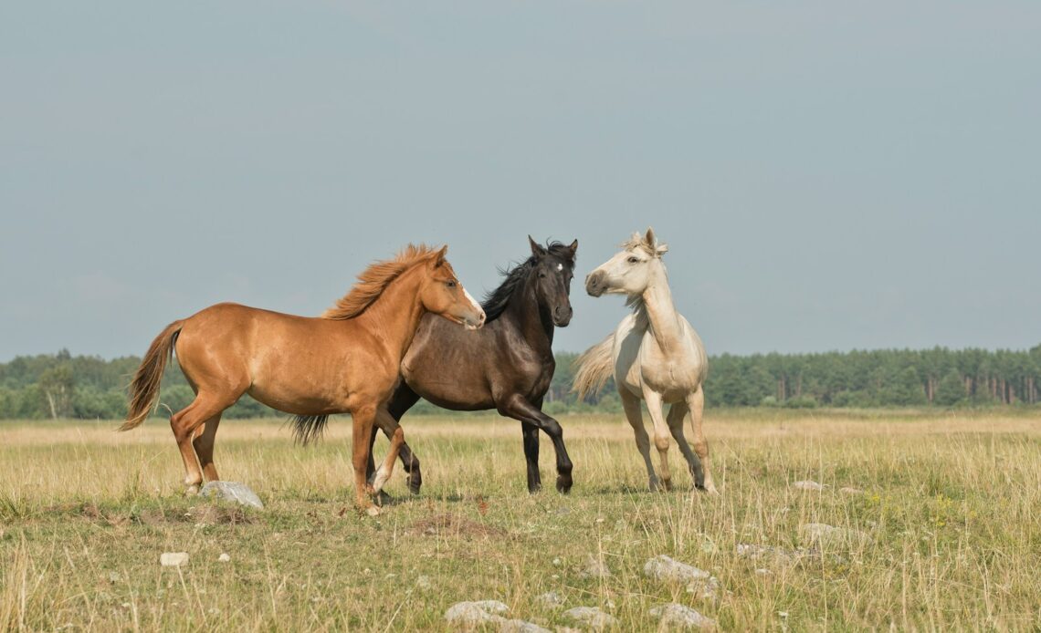 three horses on green ground